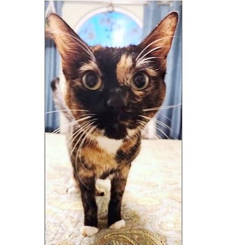 Cleopatra, Adoptable, Adult Female Calico.