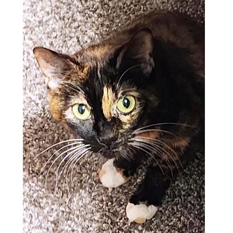 Cleopatra, an adoptable Calico in Salt Lake City, UT, 84109 | Photo Image 1