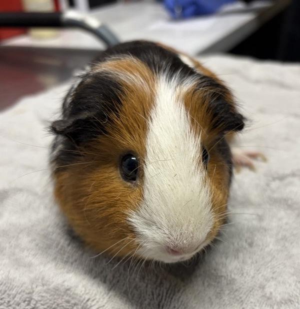 Enlarge Vivian, a Adoptable mixed breed in Escondido, CA image 1/1