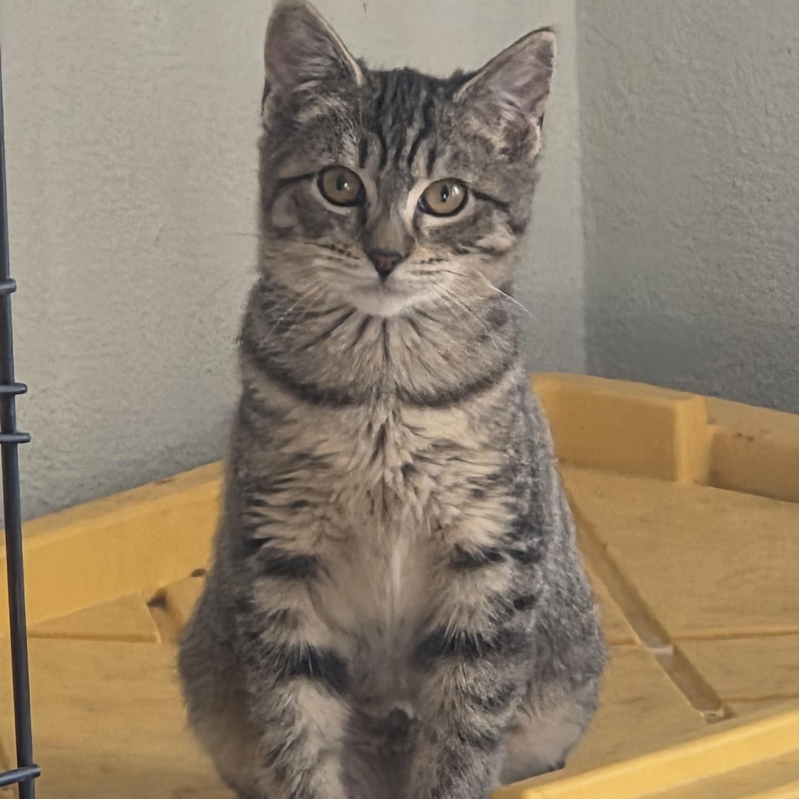 Cady bonded with Cade - Adoptable Pet | Petfinder