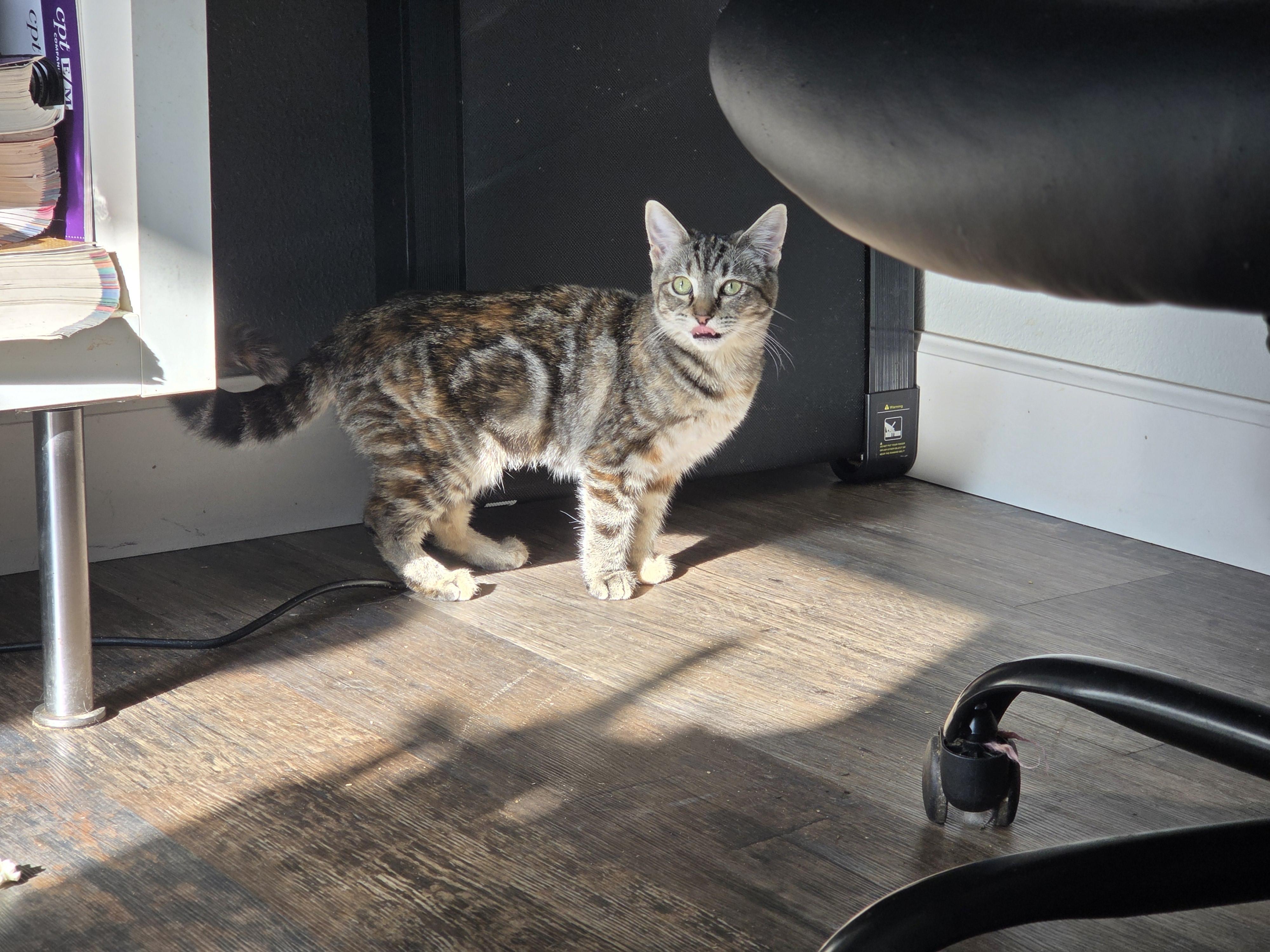 Enlarge Cady bonded with Cade, a Adoptable Domestic Medium Hair in Rochester, WA image 2/2