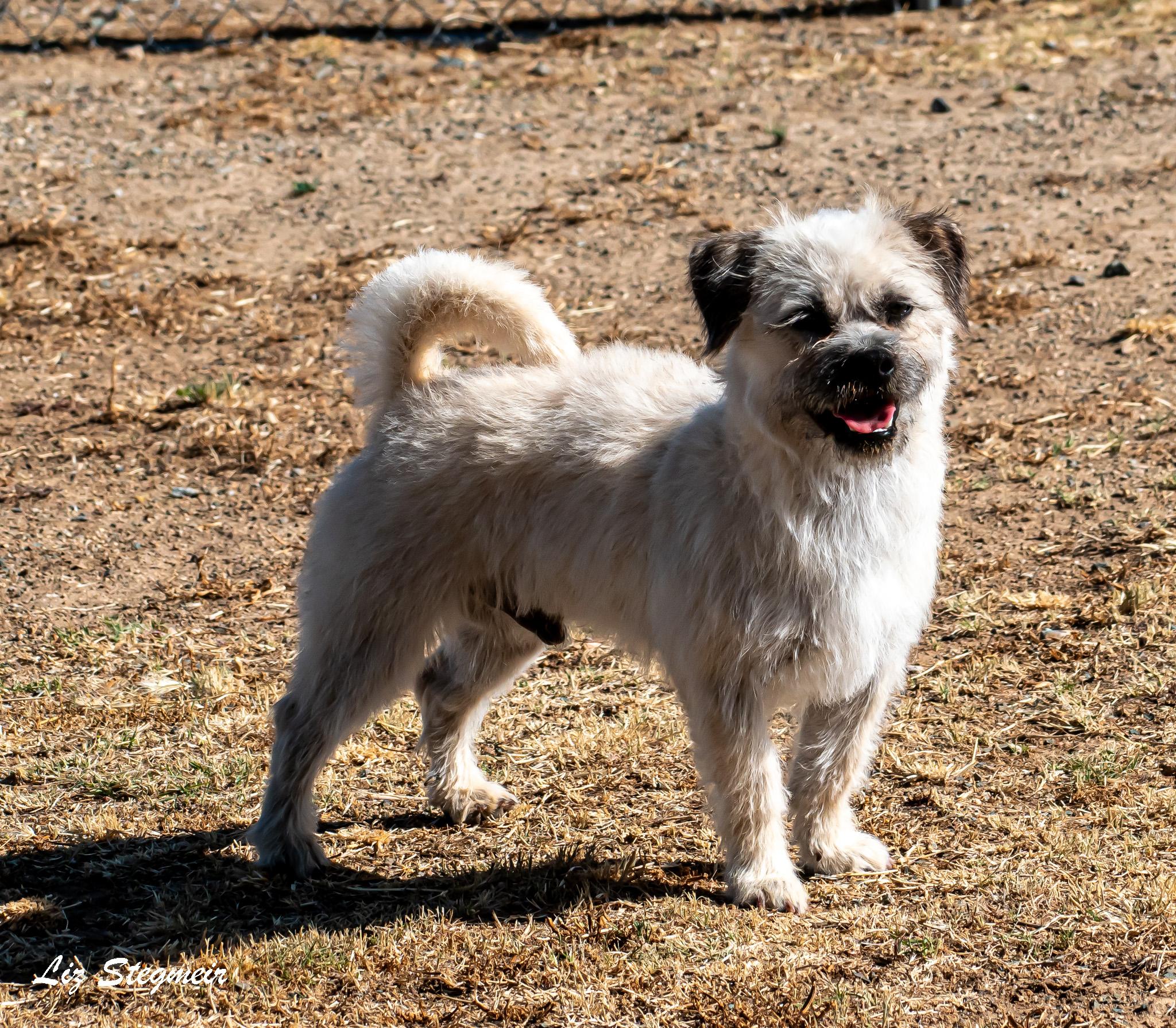 Duke, adopted, Young Male Cairn Terrier.