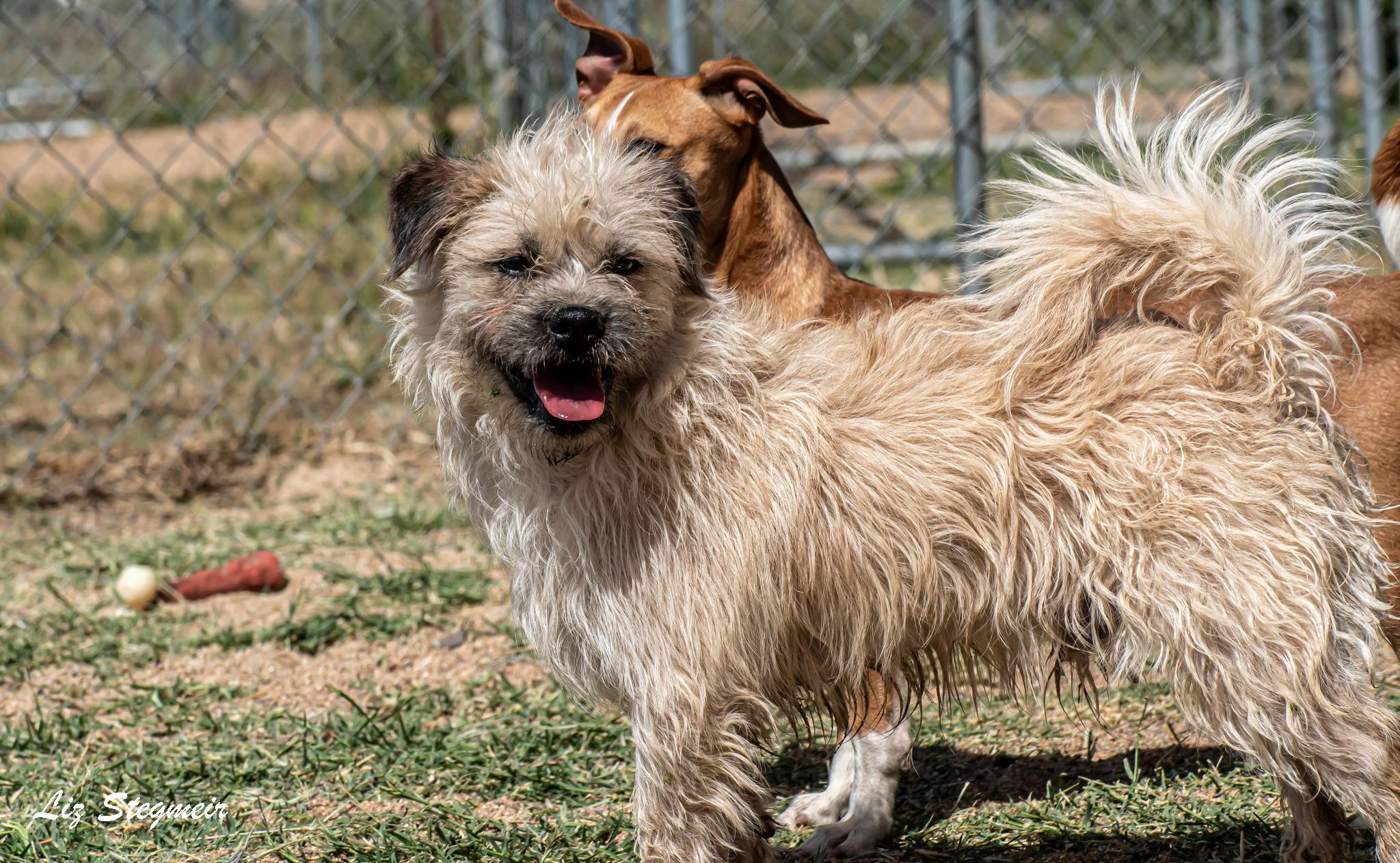 Enlarge Duke, a ADOPTABLE mixed breed in Mayer, AZ image 3/5