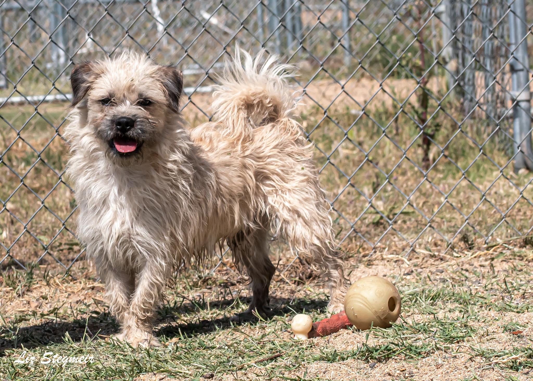 Enlarge Duke, a ADOPTABLE mixed breed in Mayer, AZ image 4/5