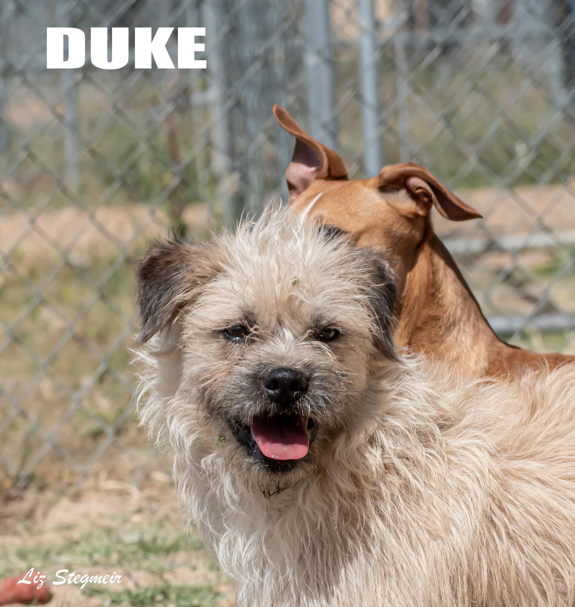 Enlarge Duke, a ADOPTABLE mixed breed in Mayer, AZ image 1/5