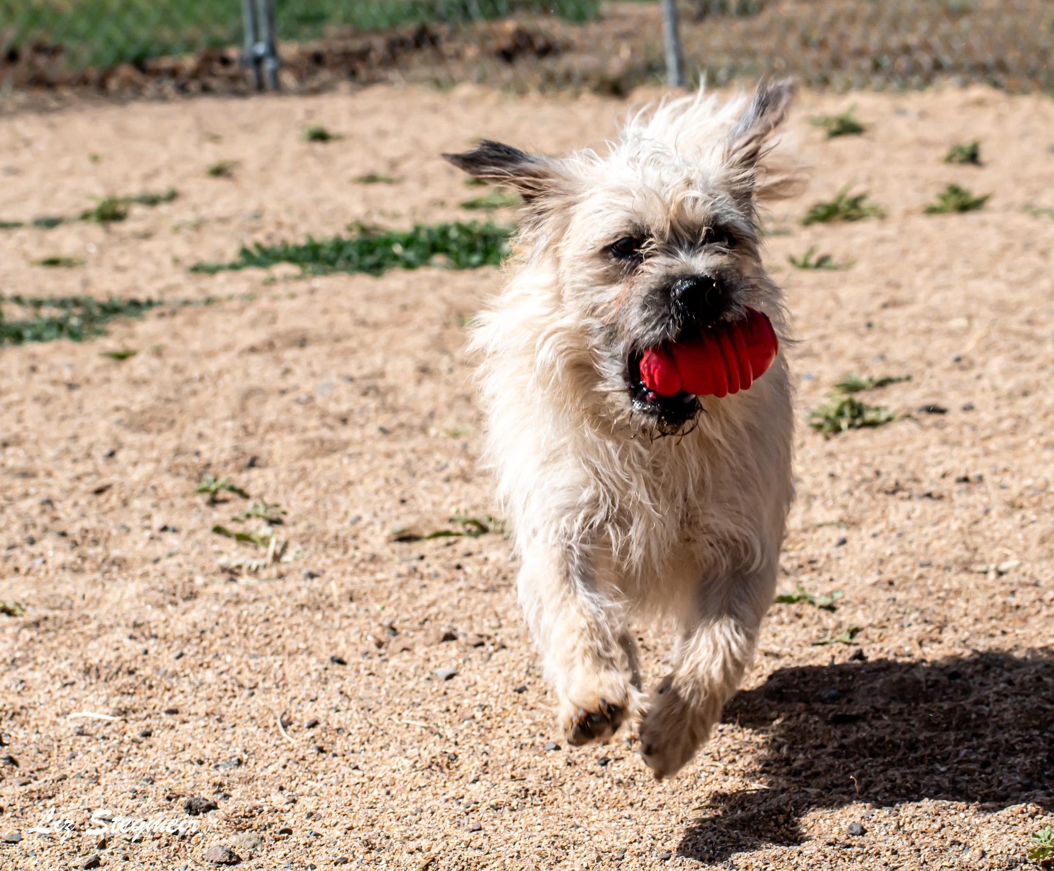 Enlarge Duke, a ADOPTABLE mixed breed in Mayer, AZ image 5/5
