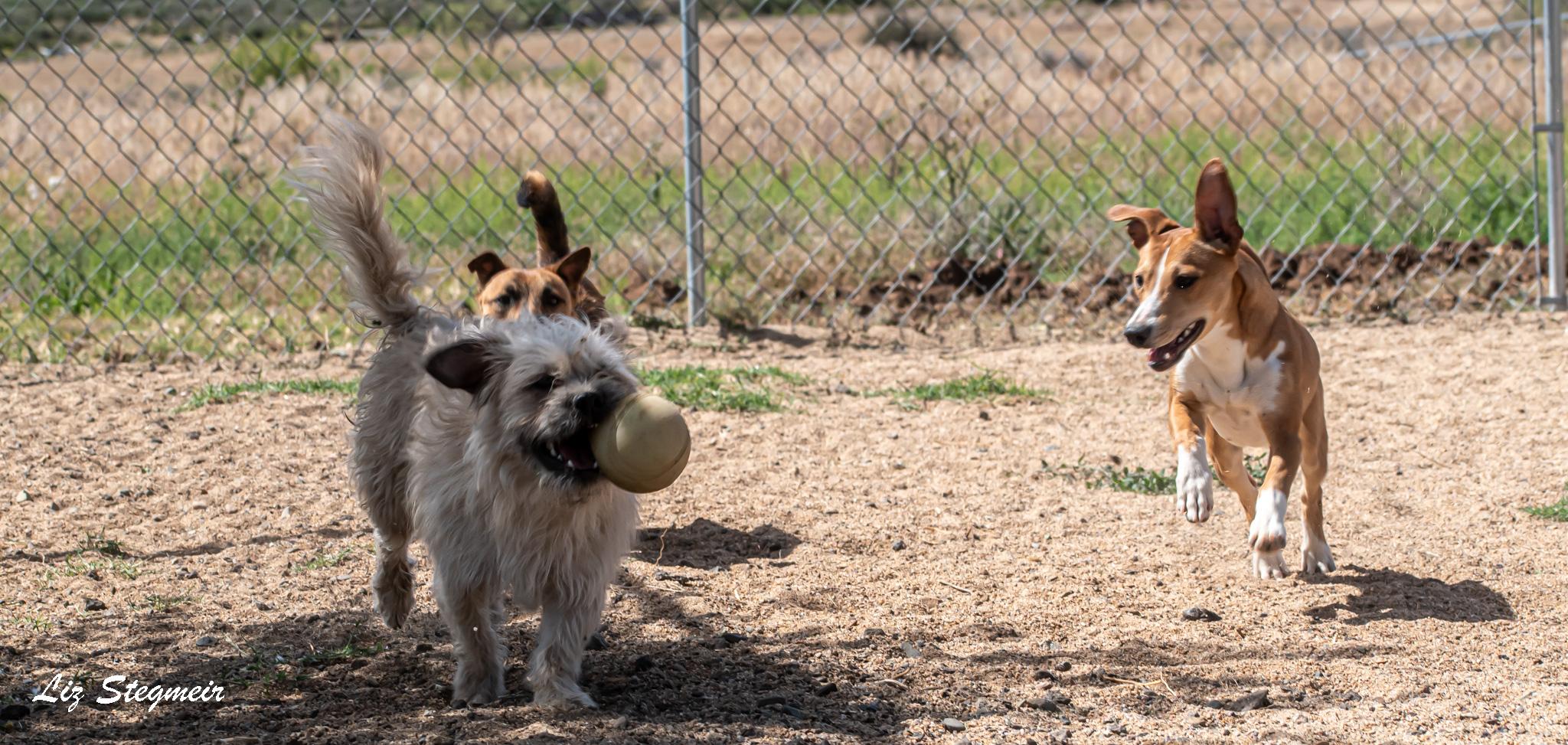 Enlarge Duke, a ADOPTABLE mixed breed in Mayer, AZ image 2/5