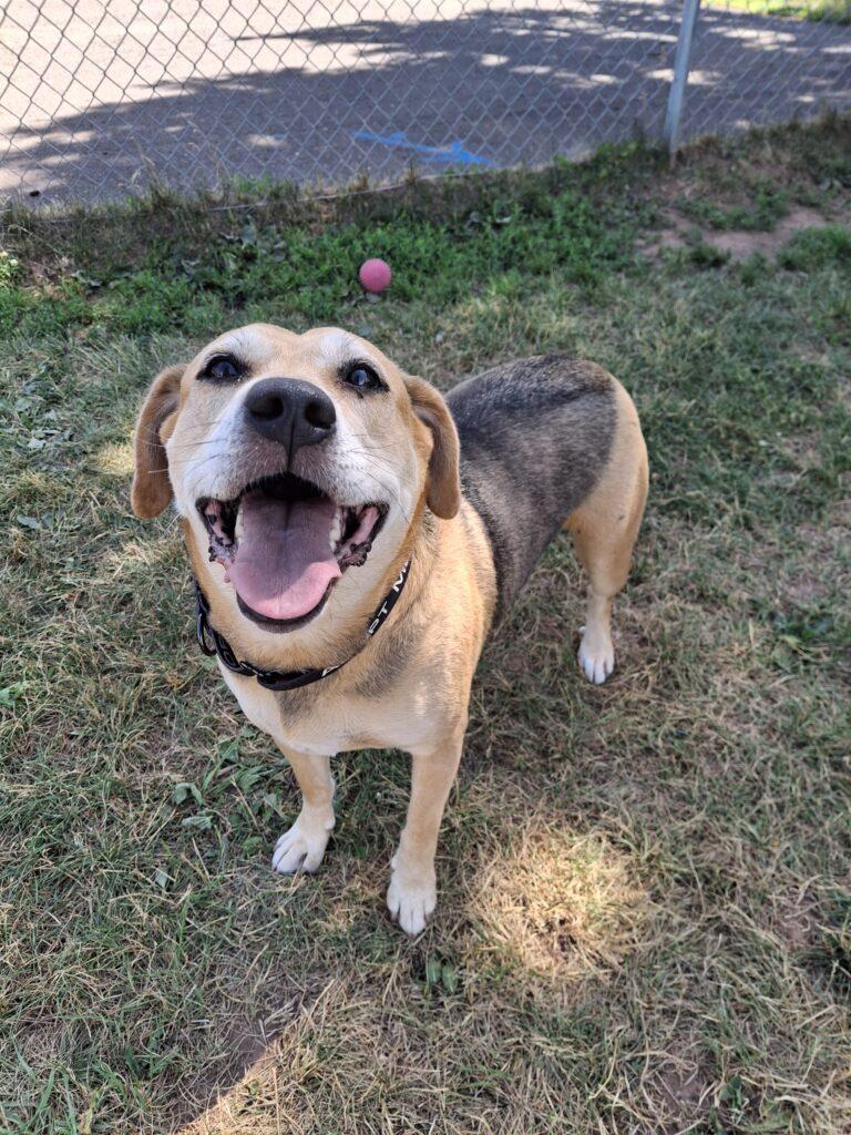 Enlarge JAZZY, a ADOPTABLE mixed breed in Ironwood, MI image 1/2