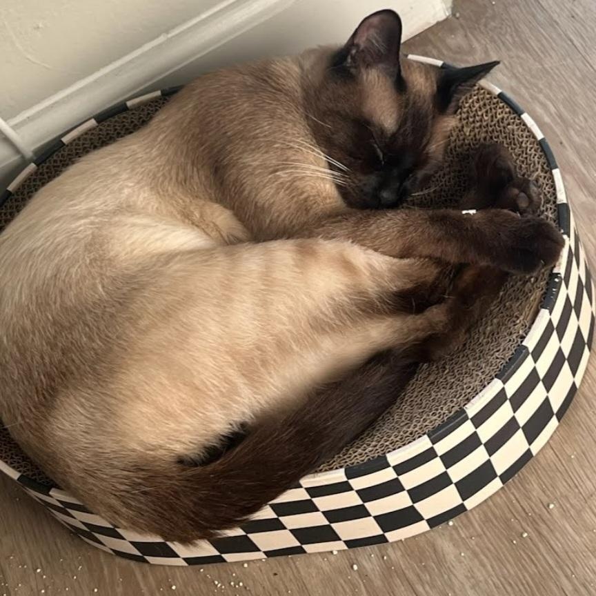 Jasper, an adopted Siamese in HUNTINGTON BEACH, CA image 4/4