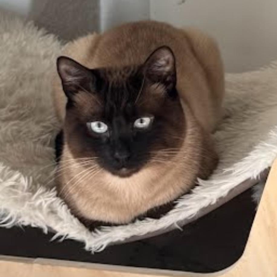 Jasper, adopted, Young Male Siamese.