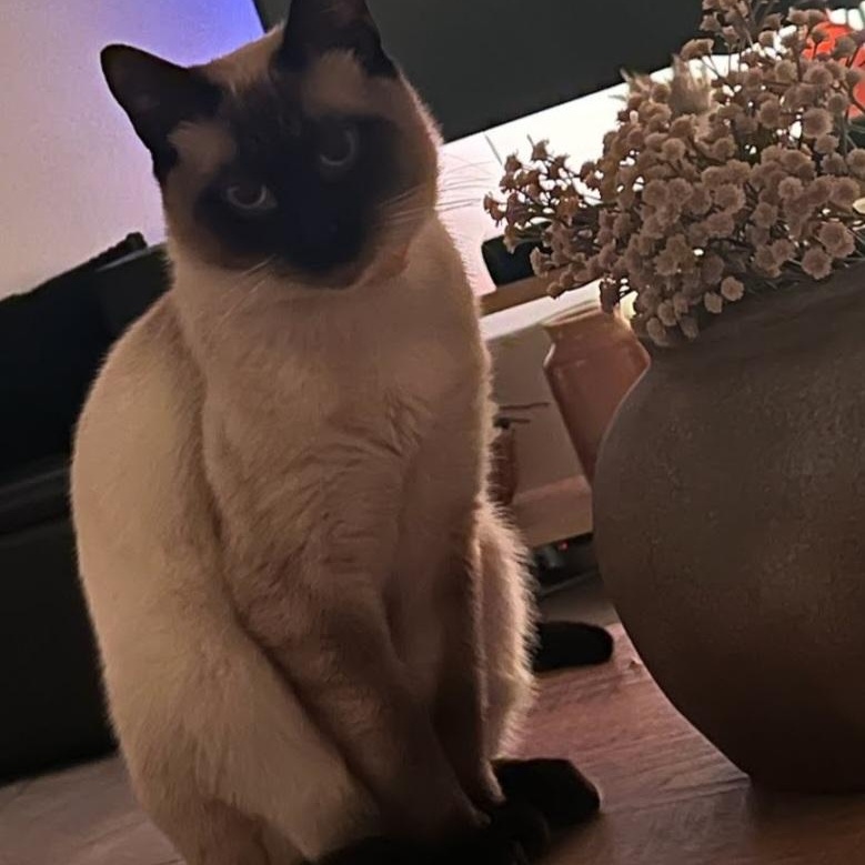 Jasper, an adopted Siamese in HUNTINGTON BEACH, CA image 3/4