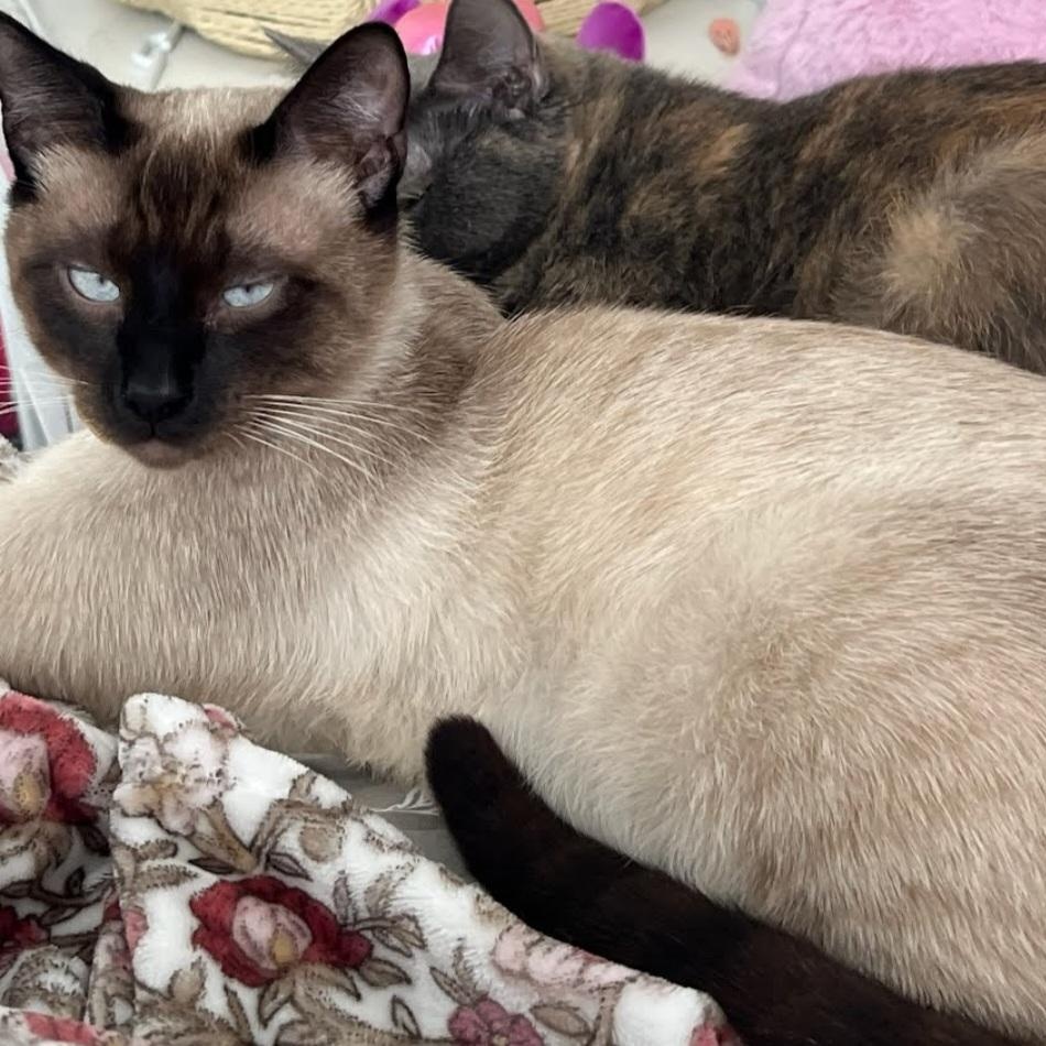 Jasper, an adopted Siamese in HUNTINGTON BEACH, CA image 2/4