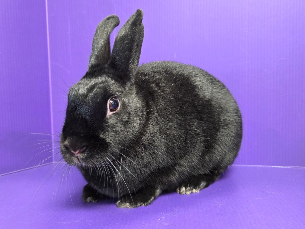 Jess, a Adoptable mixed breed in Lewisville, TX image 2/3
