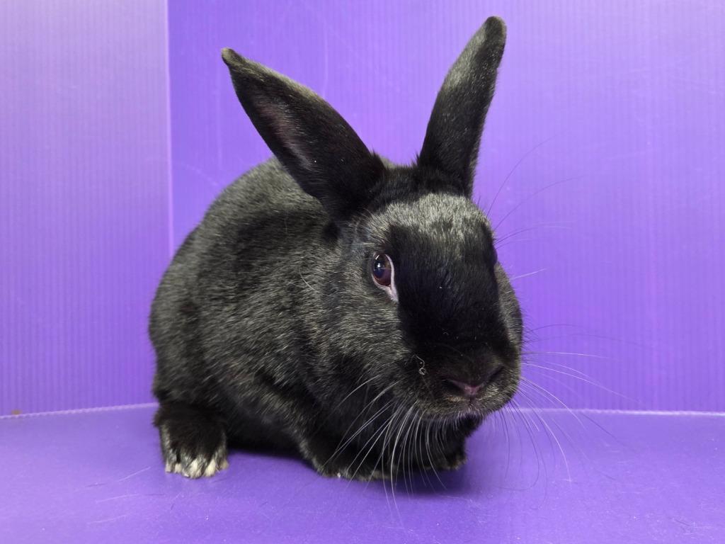 Jess, a Adoptable mixed breed in Lewisville, TX image 3/3