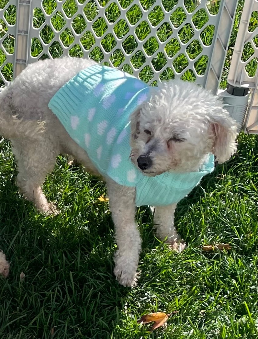 Curro, Adopted, Adult Female Bichon Frise.