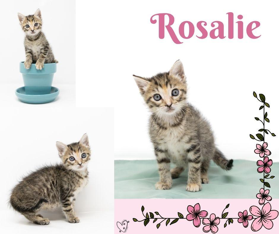 Enlarge Rosalie, a Adoptable mixed breed in Trophy Club, TX image 3/6