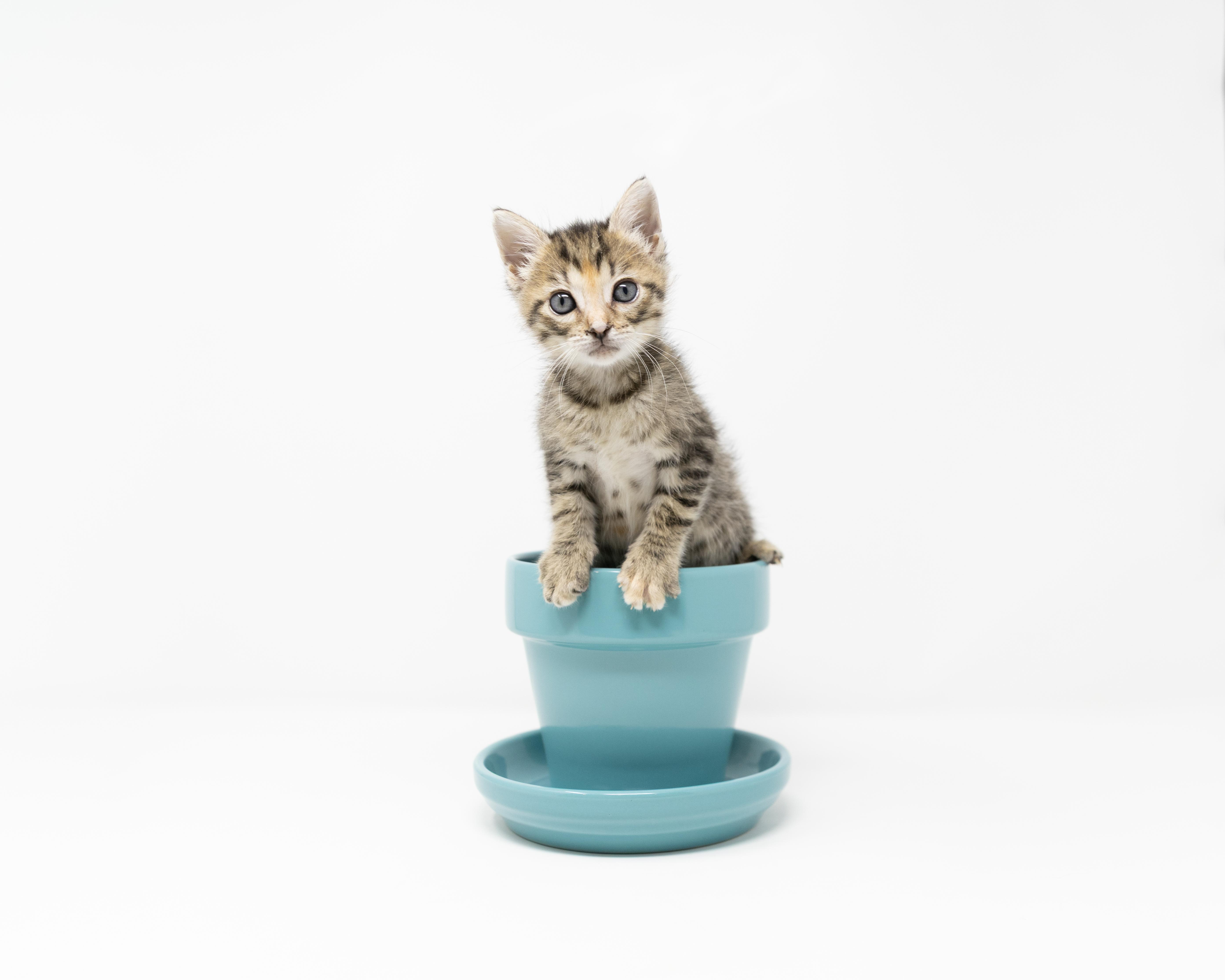 Enlarge Rosalie, a Adoptable mixed breed in Trophy Club, TX image 4/6