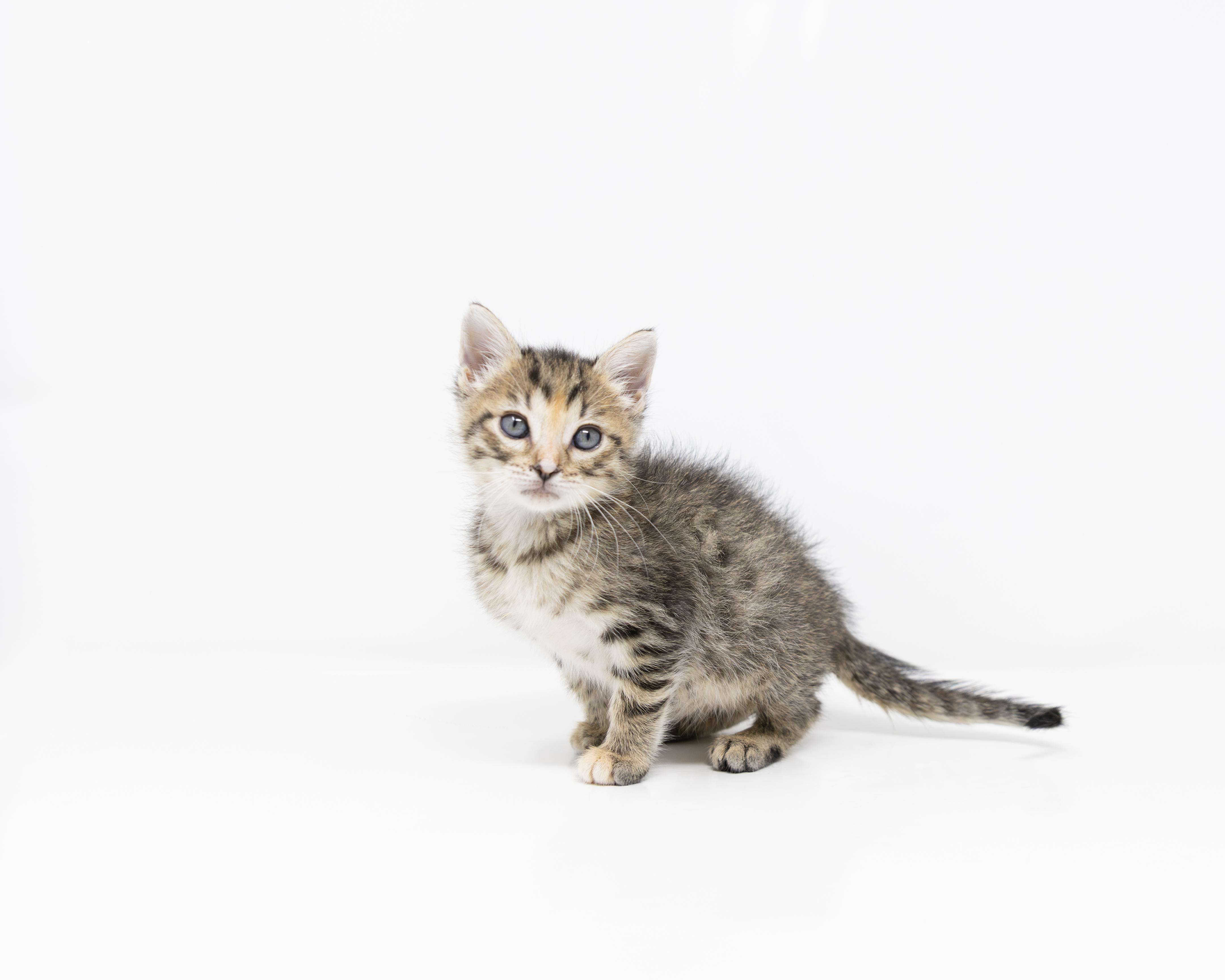 Enlarge Rosalie, a Adoptable mixed breed in Trophy Club, TX image 2/6
