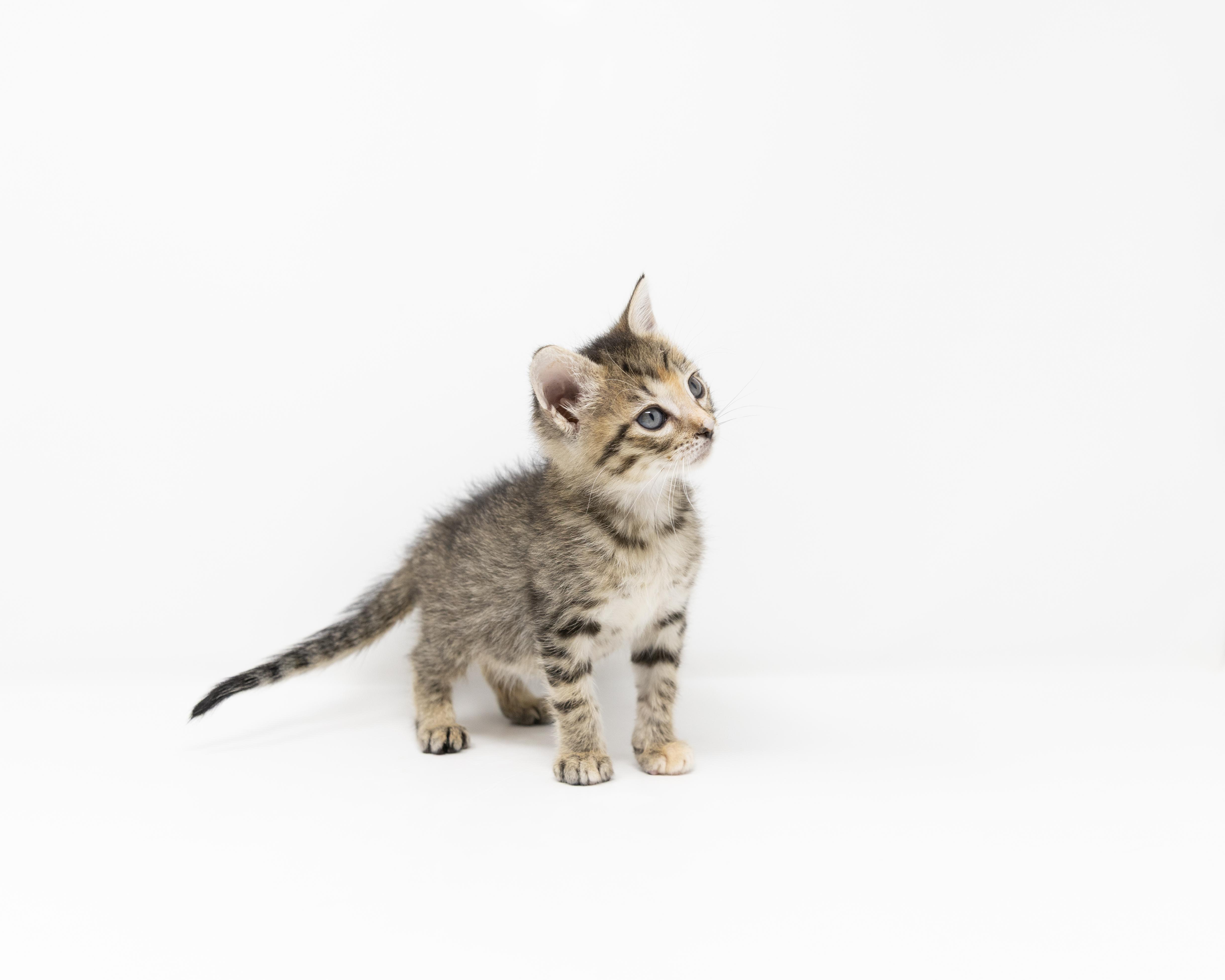 Enlarge Rosalie, a Adoptable mixed breed in Trophy Club, TX image 6/6