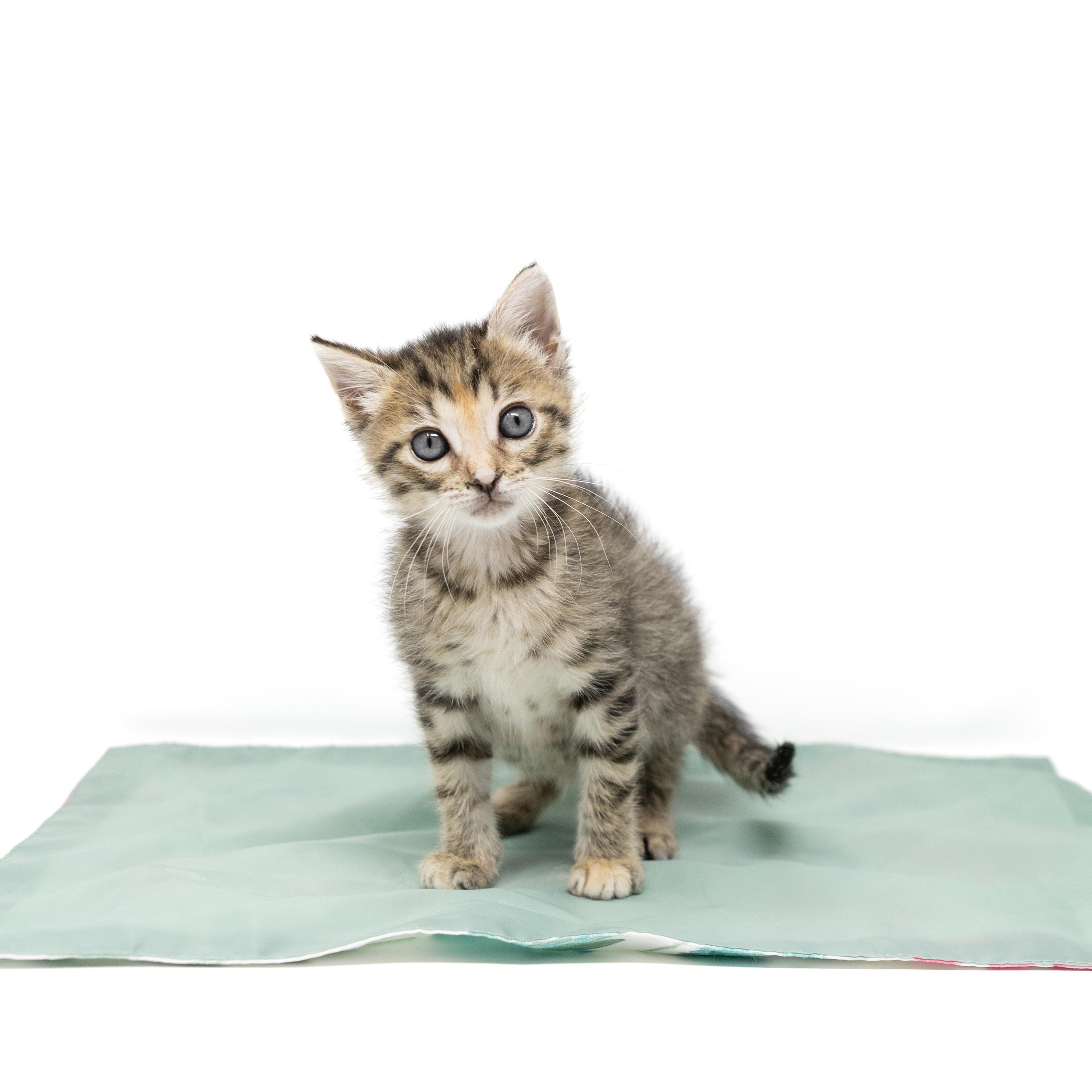 Enlarge Rosalie, a Adoptable mixed breed in Trophy Club, TX image 1/6