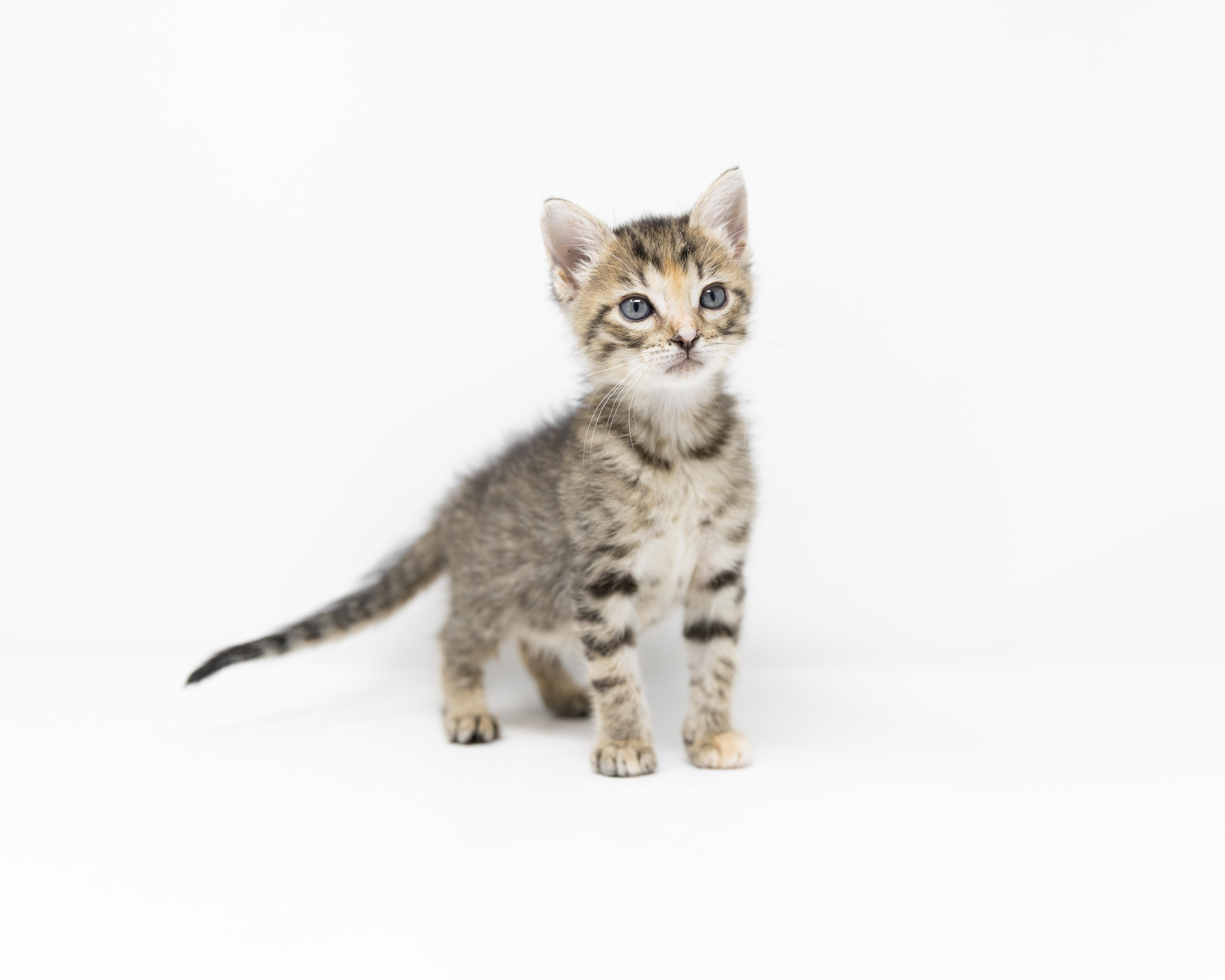 Enlarge Rosalie, a Adoptable mixed breed in Trophy Club, TX image 5/6