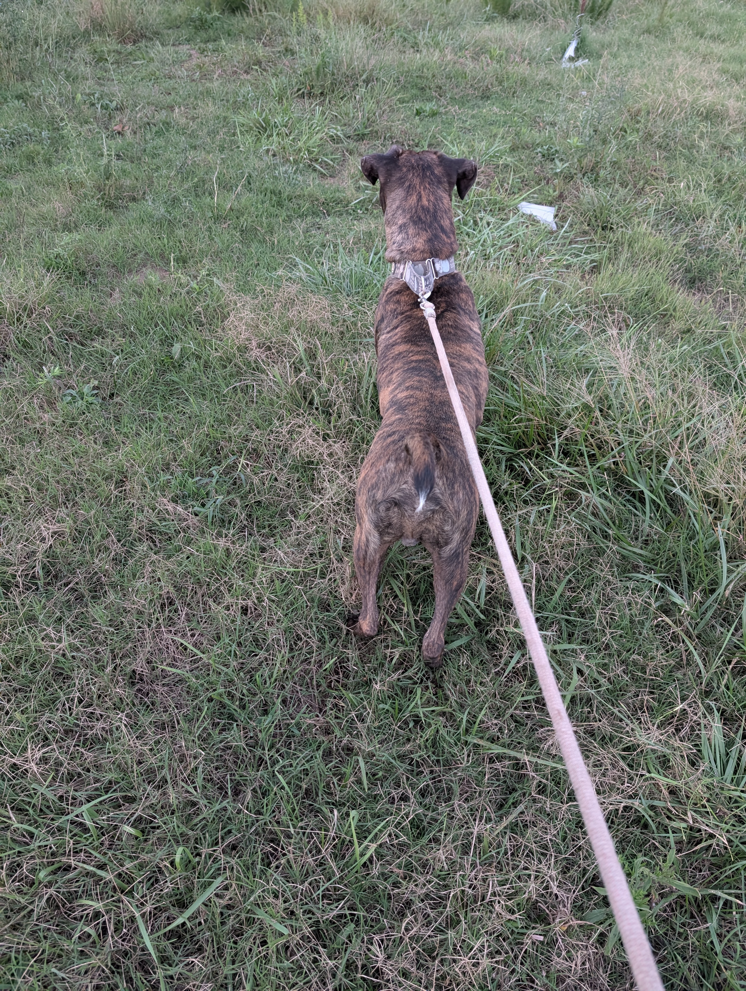 Bowie (NO ADOPTION FEE Home, Foster or Rescue Needed ASAP), a Adoptable mixed breed in Guntersville, AL image 3/4