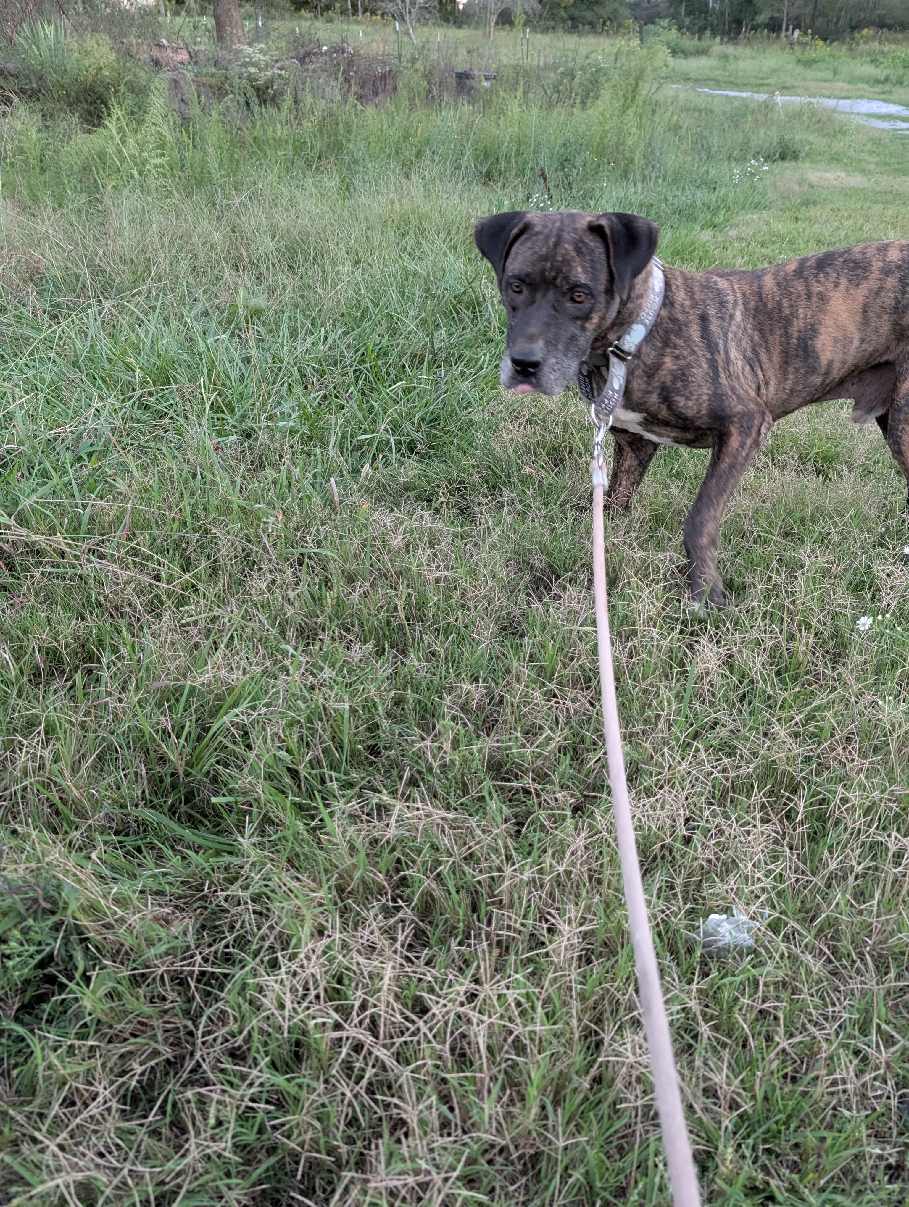 Bowie (NO ADOPTION FEE Home, Foster or Rescue Needed ASAP), Adoptable, Adult Male Black Mouth Cur.