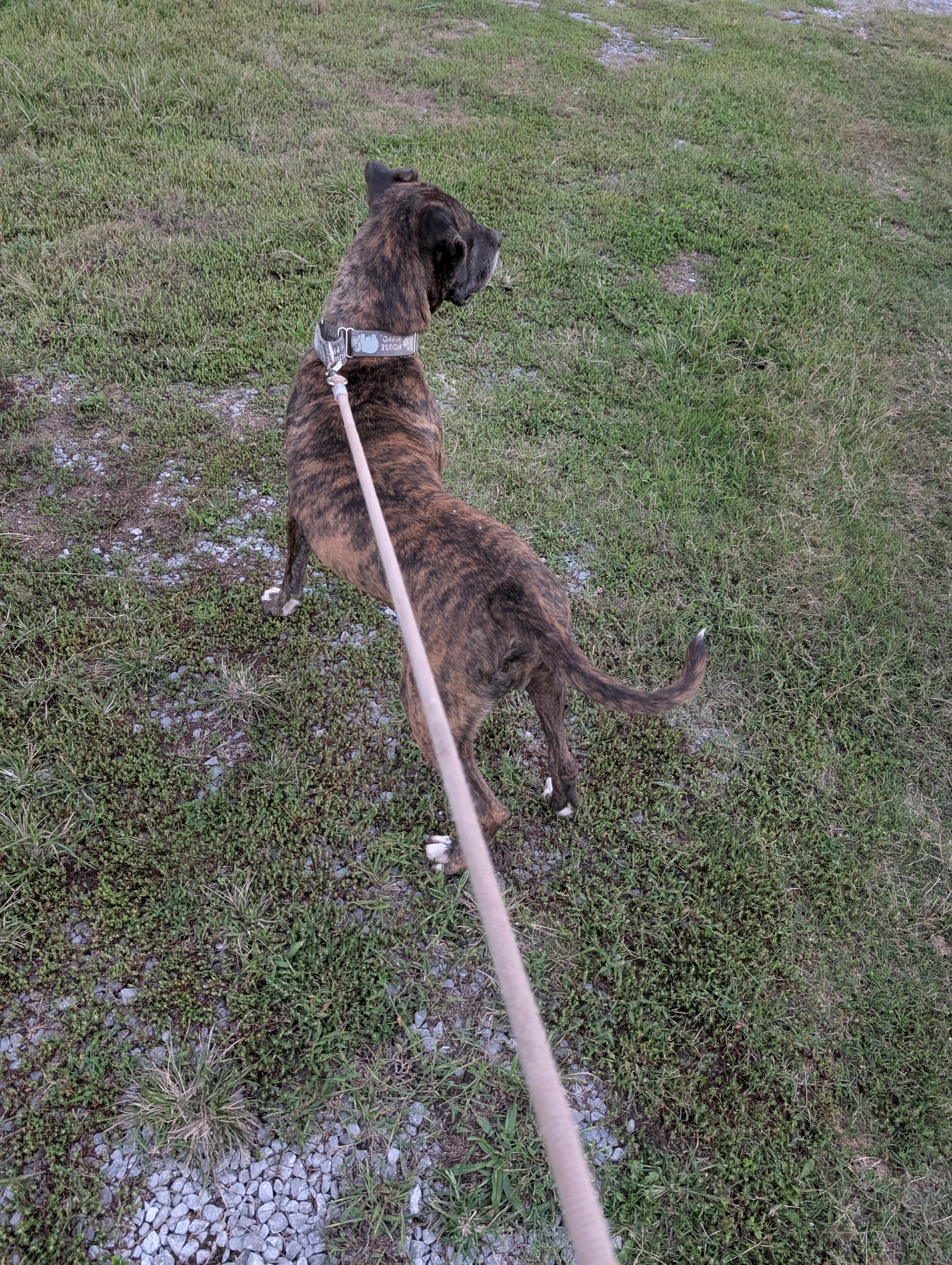 Bowie (NO ADOPTION FEE Home, Foster or Rescue Needed ASAP), a Adoptable mixed breed in Guntersville, AL image 4/4