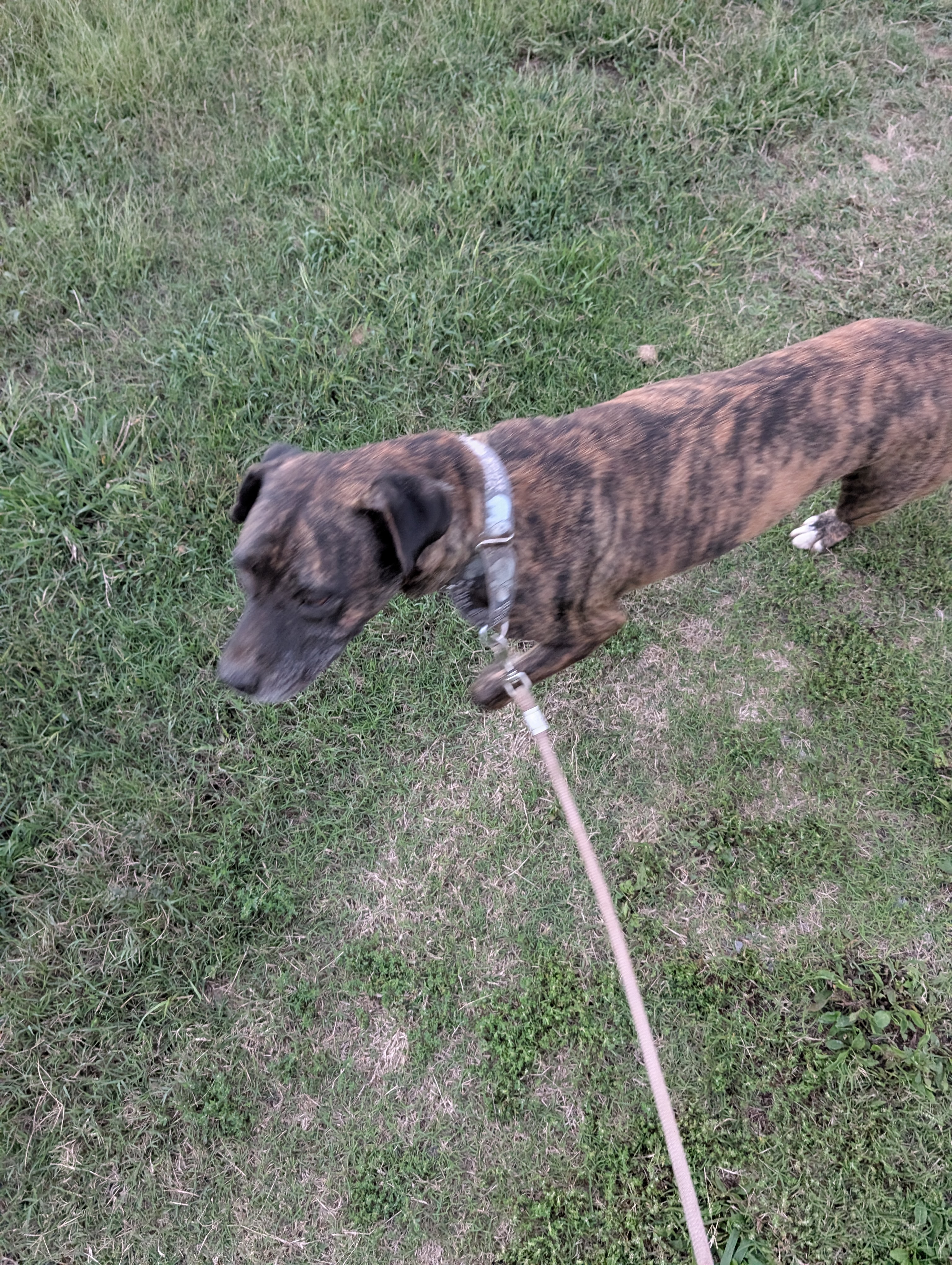 Bowie (NO ADOPTION FEE Home, Foster or Rescue Needed ASAP), a Adoptable mixed breed in Guntersville, AL image 2/4