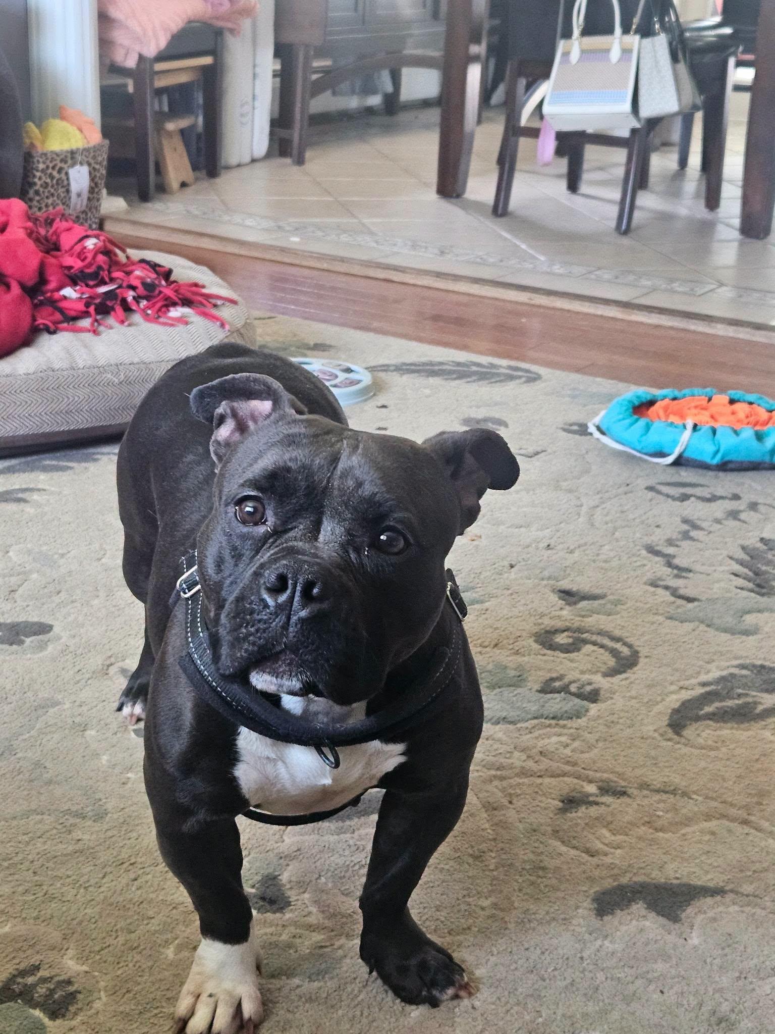 Vayda, Adoptable, Adult Female American Bully.