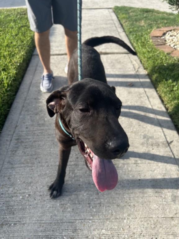 BODHI, Adoptable, Young Male Labrador Retriever & Mixed Breed.