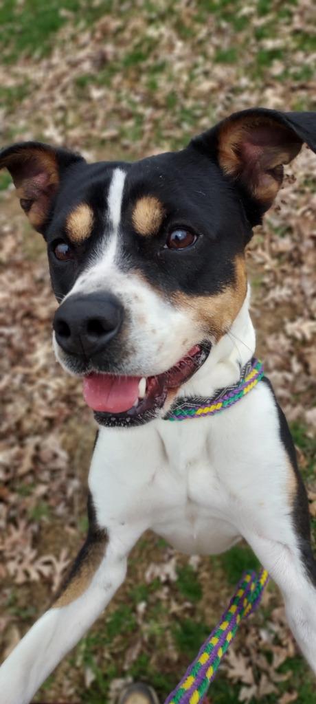 Becca, Adoptable, Adult Female Beagle & Pit Bull Terrier.