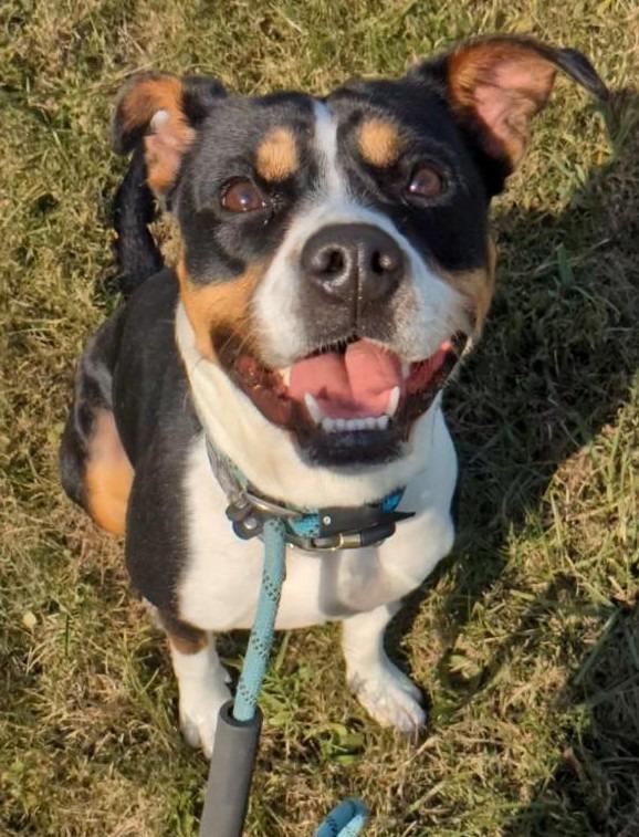 Becca, Adoptable, Adult Female Beagle & Pit Bull Terrier.