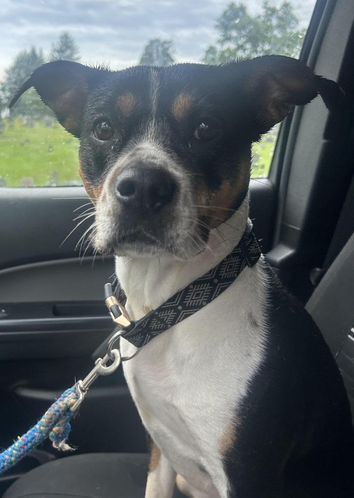 Enlarge Becca, a Adoptable mixed breed in Saint Clairsville, OH image 1/4