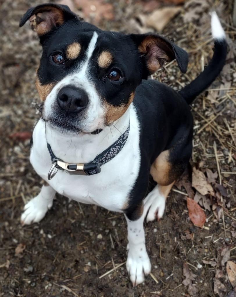 Enlarge Becca, a Adoptable mixed breed in Saint Clairsville, OH image 3/4