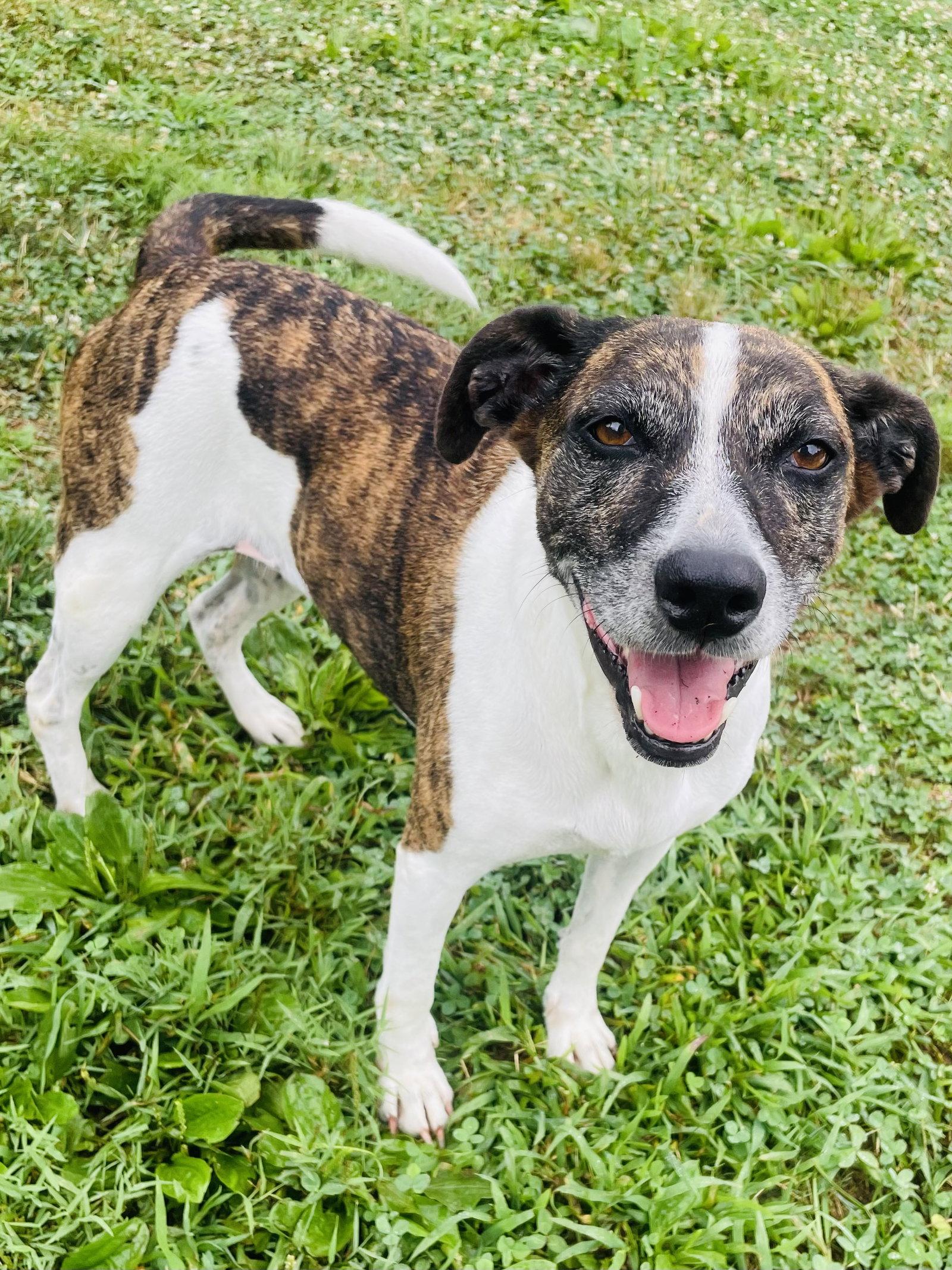 Enlarge Puppers, a Adoptable Hound in Elizabethtown, PA image 1/3