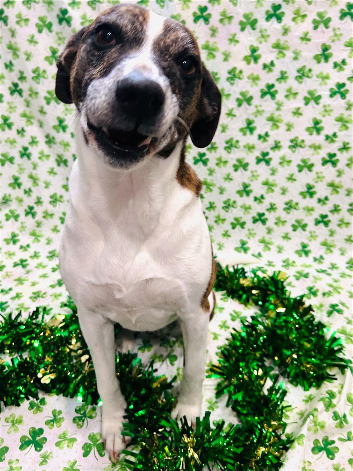 Puppers, Adoptable, Adult Female Hound.