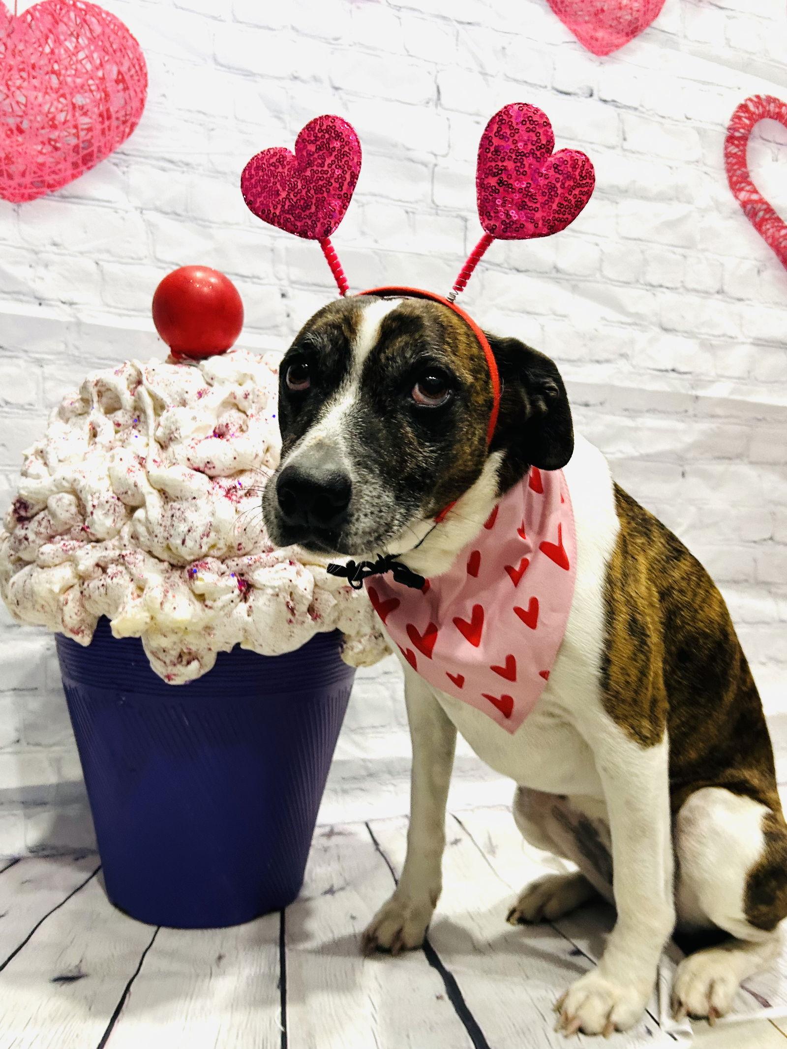 Puppers, a Adoptable Hound in Elizabethtown, PA image 1/3