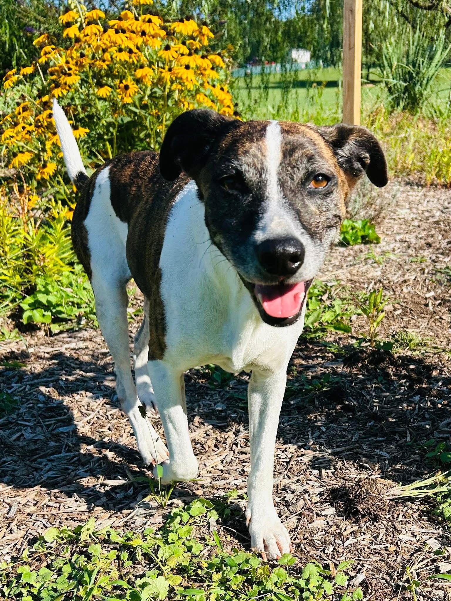 Puppers, a Adoptable Hound in Elizabethtown, PA image 2/3