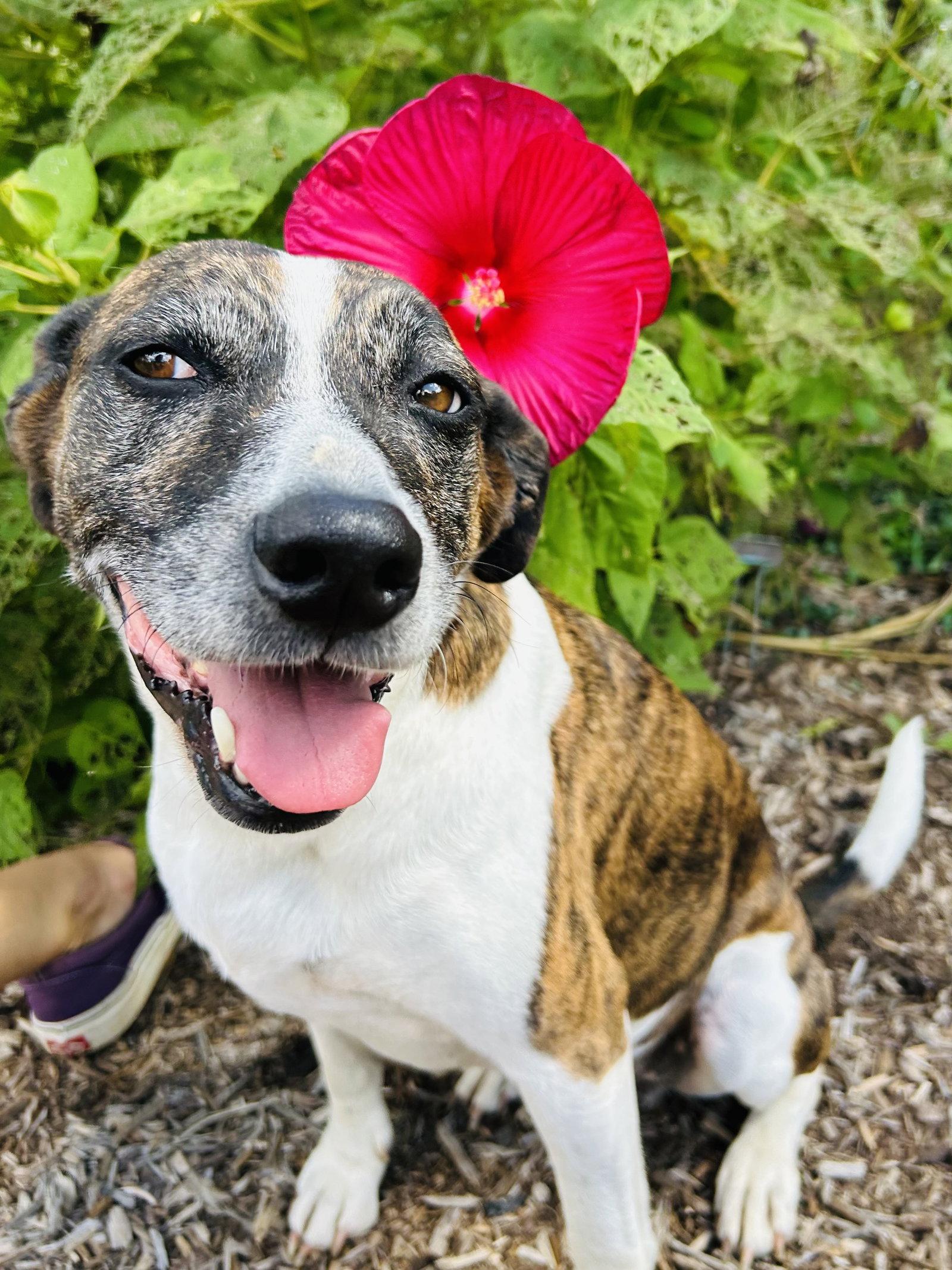 Puppers, Adoptable, Adult Female Hound.