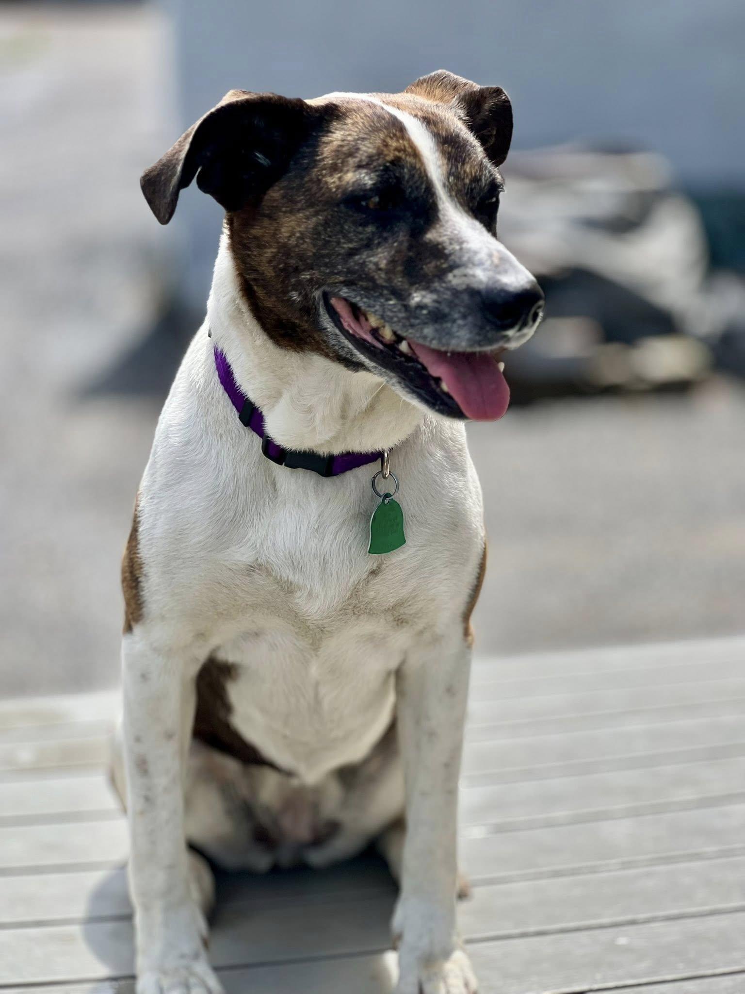 Puppy, Adult Female unknown