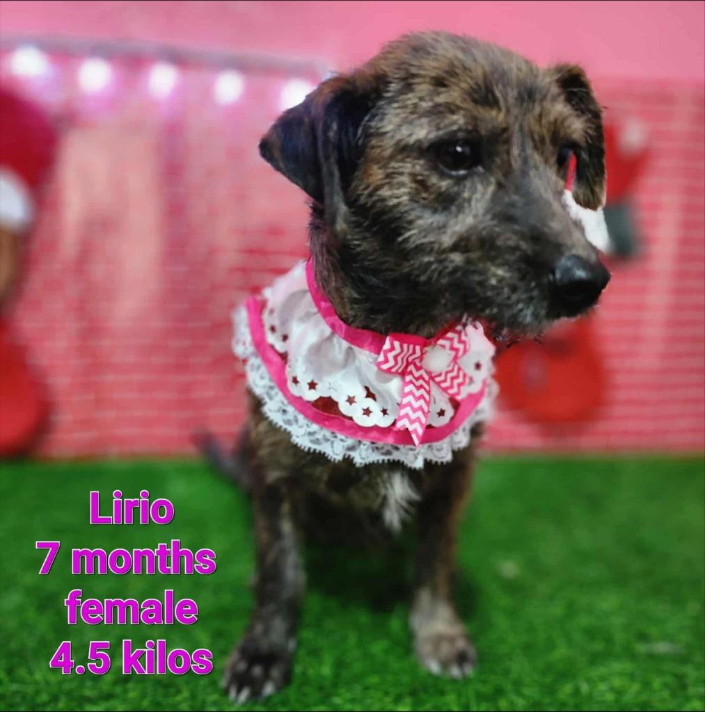 Enlarge Lira, a Adoptable mixed breed in Thompson Falls, MT image 1/1