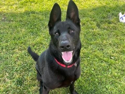 STARTHISTLE, Adoptable, Young Female German Shepherd Dog.