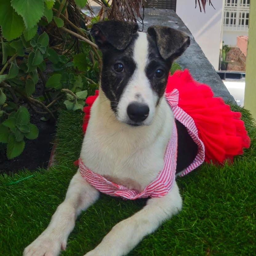 Enlarge Cinderella, a Adoptable Labrador Retriever in Lake Hopatcong, NJ image 2/2