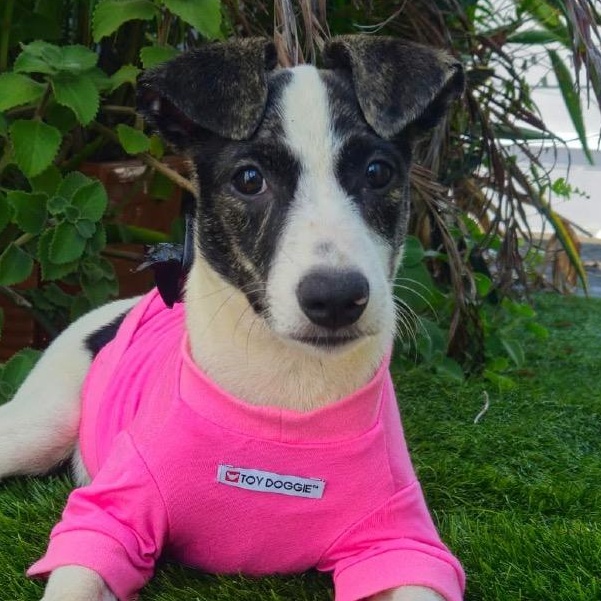 Cinderella, Adoptable, Puppy Female Labrador Retriever.