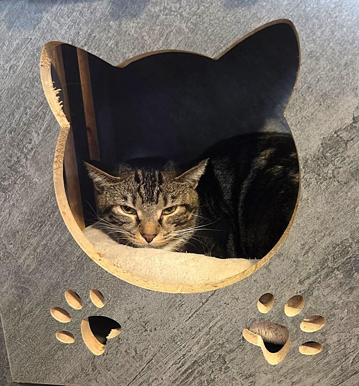 Enlarge Ruby, an adopted mixed breed in Greensburg, PA image 2/6