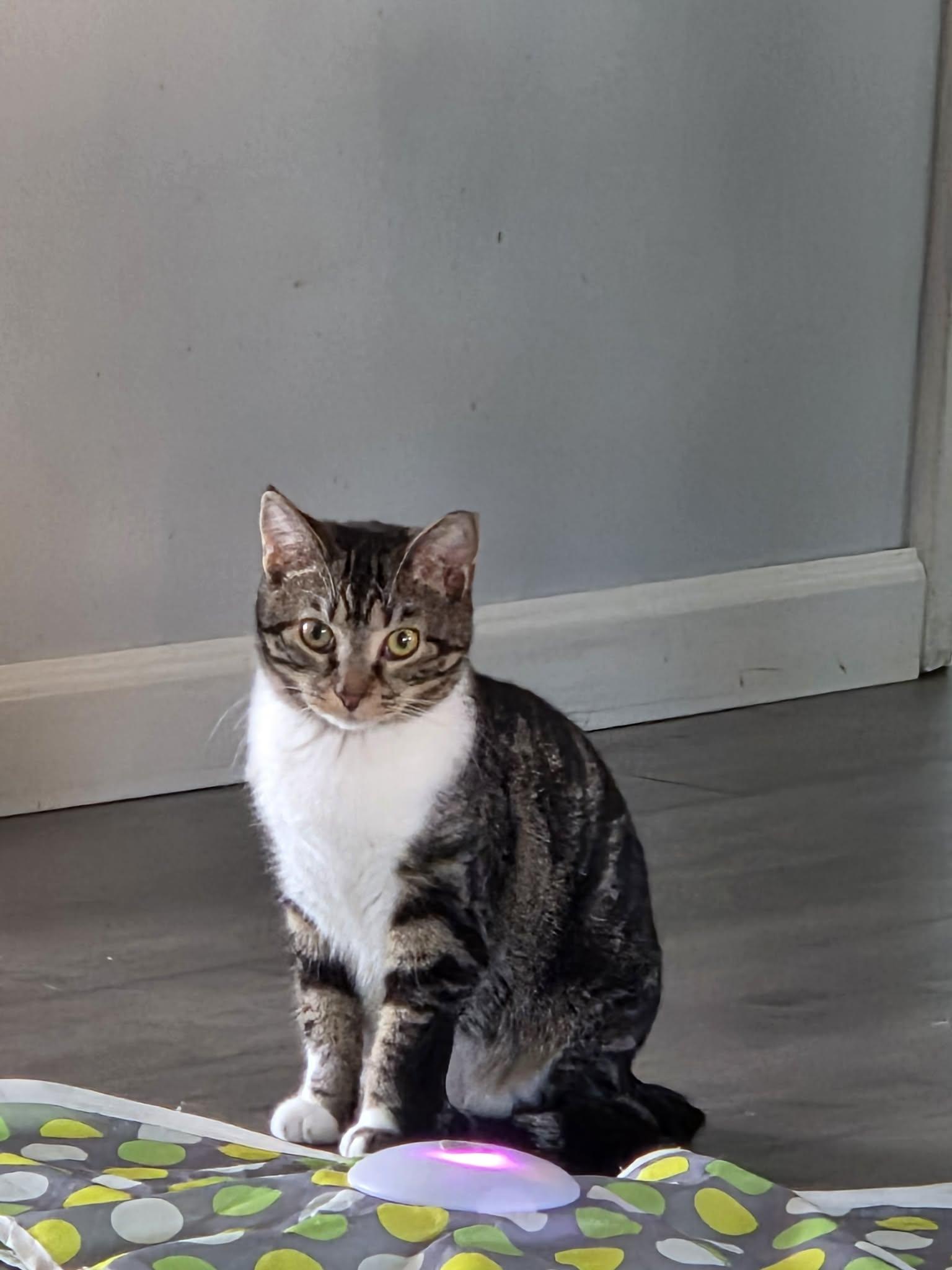 Enlarge Ruby, an adopted mixed breed in Greensburg, PA image 5/6