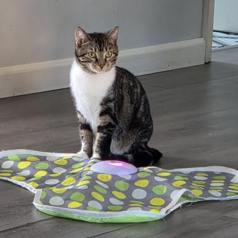 Ruby, adopted, Kitten Female Tabby & Domestic Short Hair.