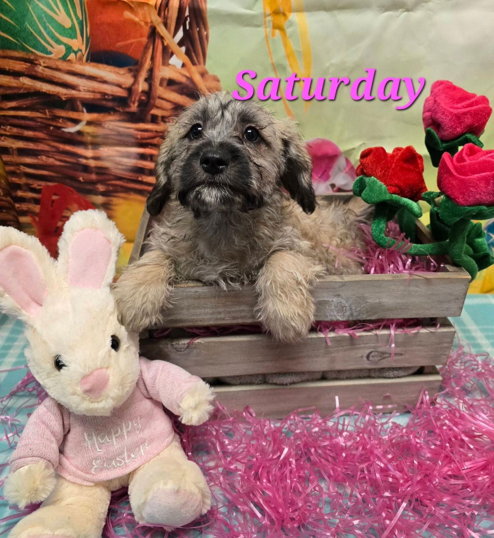 Enlarge Saturday, a Adoptable Terrier in Modesto, CA image 1/1