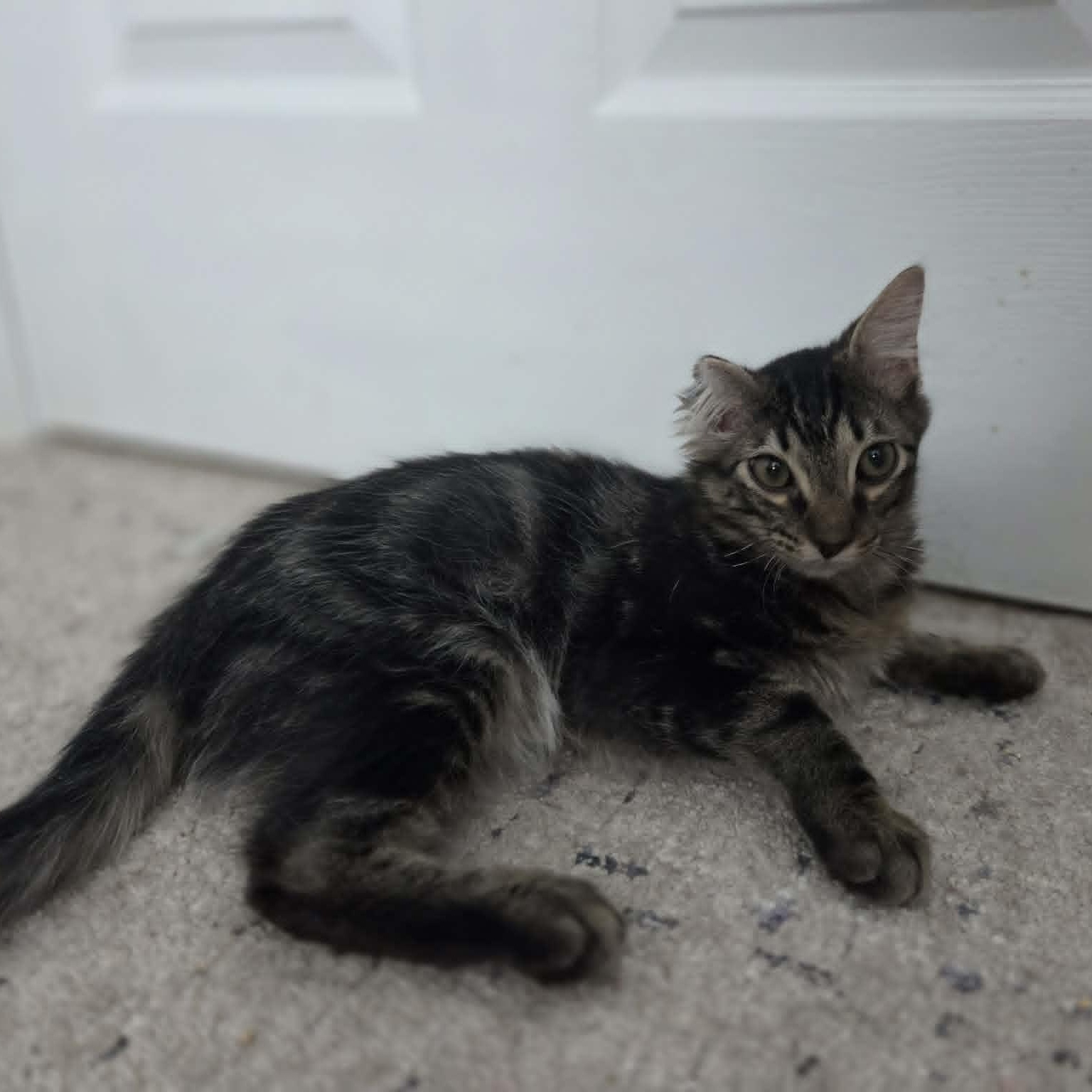 FLAME and EVANDER, a ADOPTABLE Domestic Short Hair in Loveland, CO image 4/6